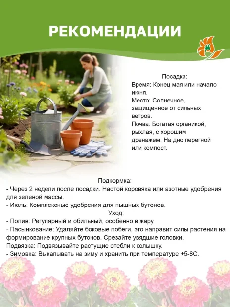 Георгин Мелоди Хармони (низкорослый)  