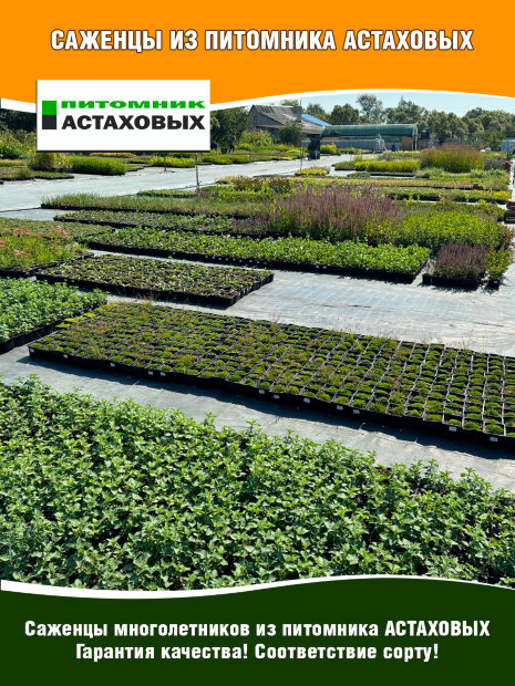 Тысячелистник Клос оф Голд (таволговый) 