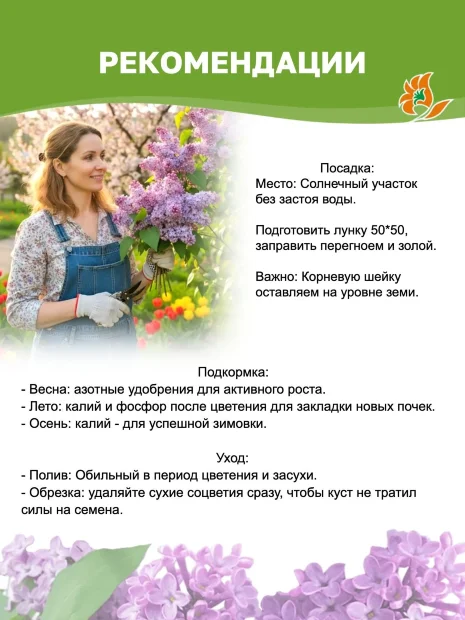 Сирень День Победы (обыкновенная) саженцы 