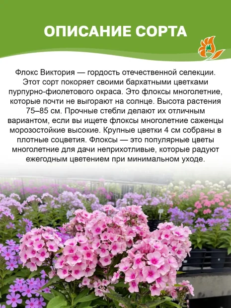 Флокс Виктория 