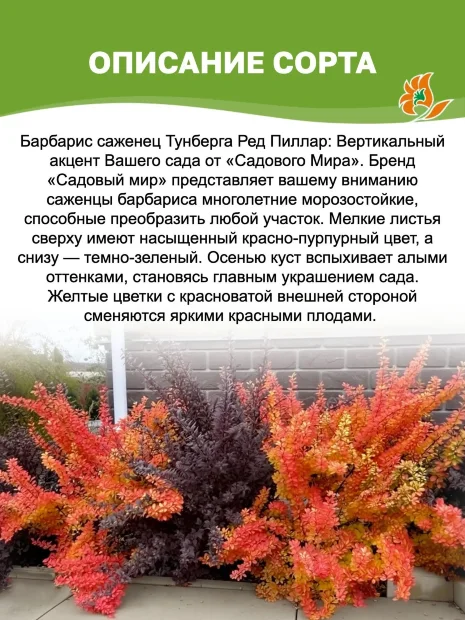 Барбарис Ред Пиллар (Тунберга) саженцы 