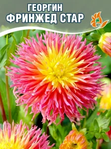Георгин Фринжед Стар (кактусовидный) Георгин Фринжед Стар (кактусовидный)