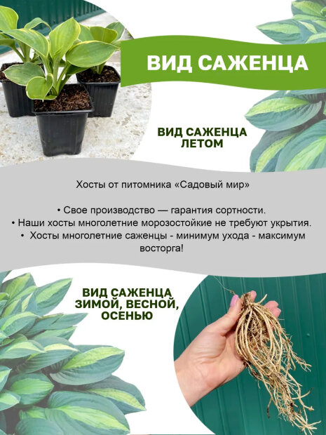 Хоста Брессингем Блю