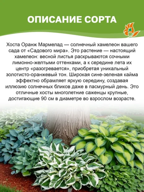 Хоста Оранж Мармелад