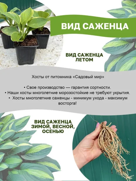 Хоста Оранж Мармелад