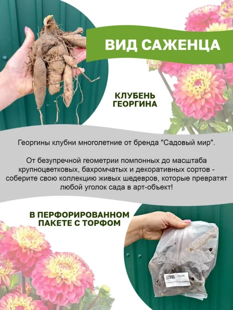 Георгин Геллери Моне (низкорослый)