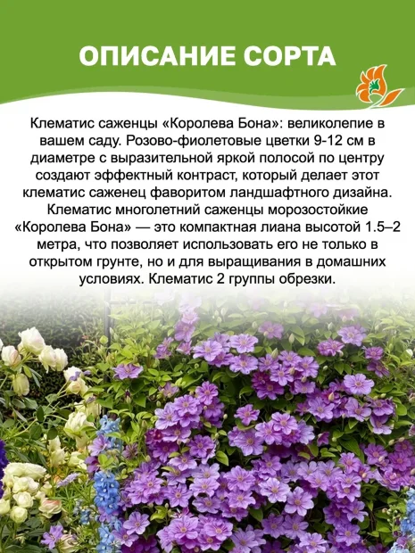 Клематис Королева Бона (крупноцветковый) саженцы 