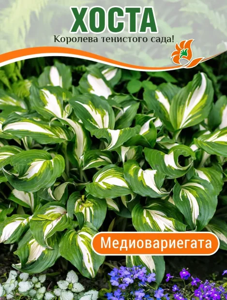 Хоста Медиовариегата