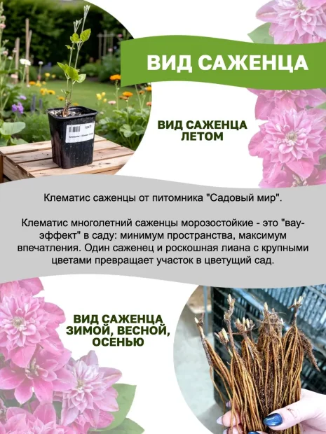 Клематис Сансет (крупноцветковый)  саженцы 