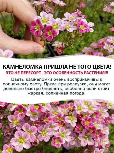 Камнеломка Хардер Цверг, Арендса