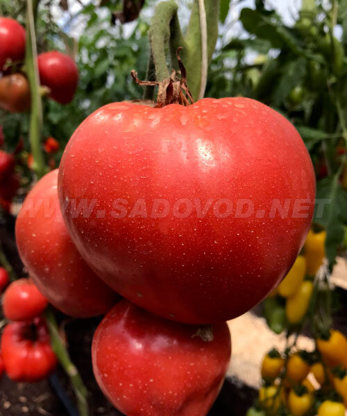 Томат Малиновый Рассвет семена 