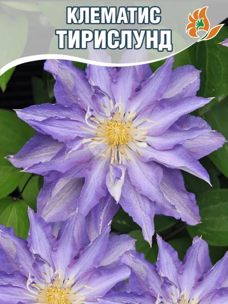 Клематис Тирислунд (крупноцветковый)  саженцы 