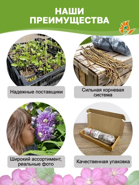 Клематис Тирислунд (крупноцветковый)  саженцы 