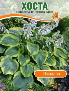 Хоста Пиззазз Хоста Пиззазз
