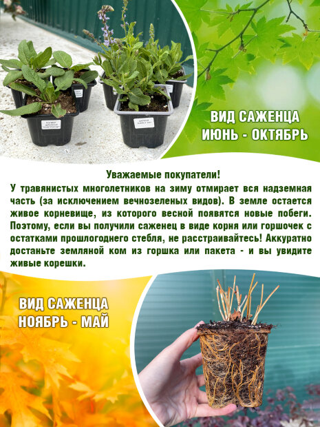 Флокс Эмеральд Кюшон Блю, шиловидный