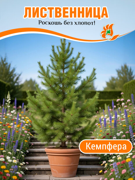 Лиственница Кемпфера 