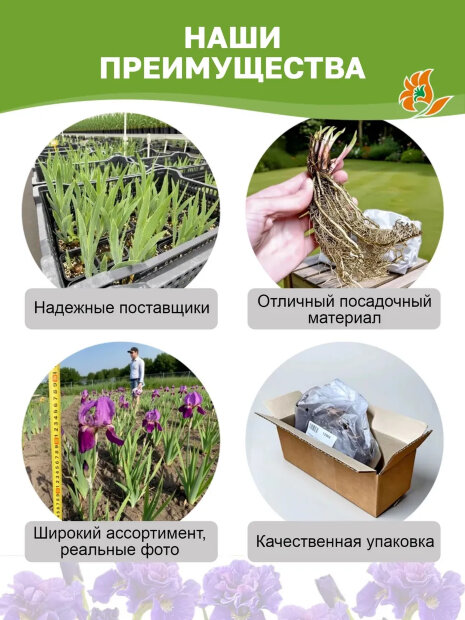 Ирис Магнетизм (сибирский)