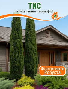 Тис Фастигиата Робуста (ягодный) Тис Фастигиата Робуста (ягодный)