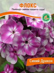 Флокс Синий Дракон (Р9) Флокс Синий Дракон (Р9)