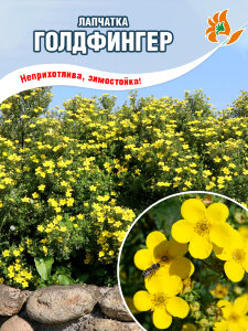 Лапчатка Голдфингер (кустарниковая) Лапчатка Голдфингер (кустарниковая)