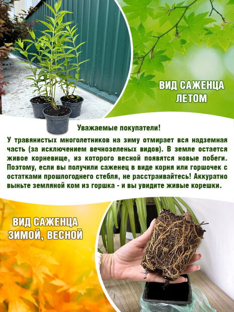 Флокс Успех