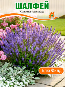 Сальвия (Шалфей) Блю Филд (дубравный) Сальвия (Шалфей) Блю Филд (дубравный)