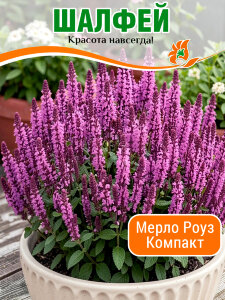 Сальвия (Шалфей) Мерло Роуз Компакт (дубравный) Сальвия (Шалфей) Мерло Роуз Компакт (дубравный)