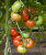 Томат Маргарита Блюз F1 семена 