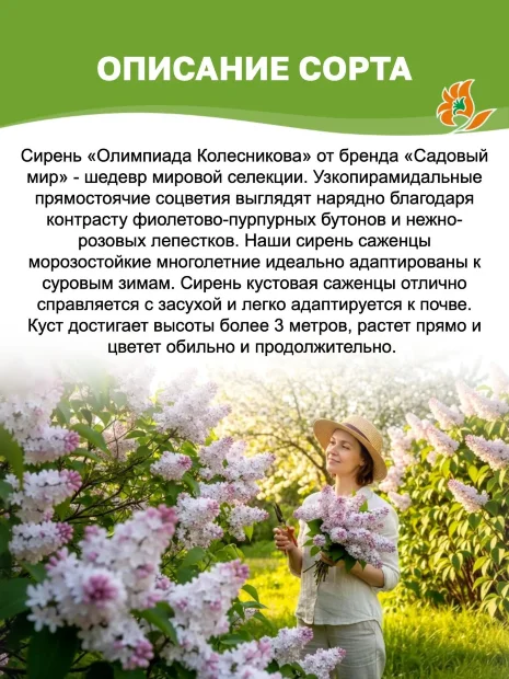 Сирень Олимпиада Колесникова (обыкновенная) саженцы 
