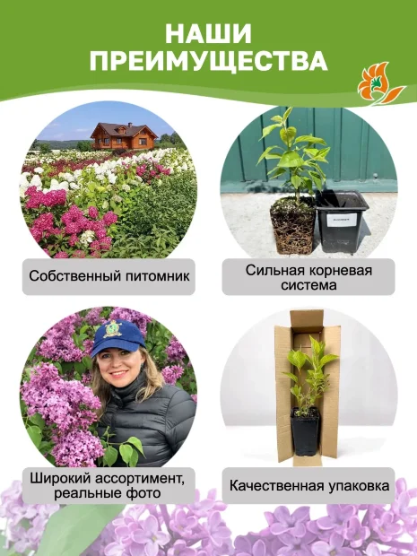 Сирень Олимпиада Колесникова (обыкновенная) саженцы 