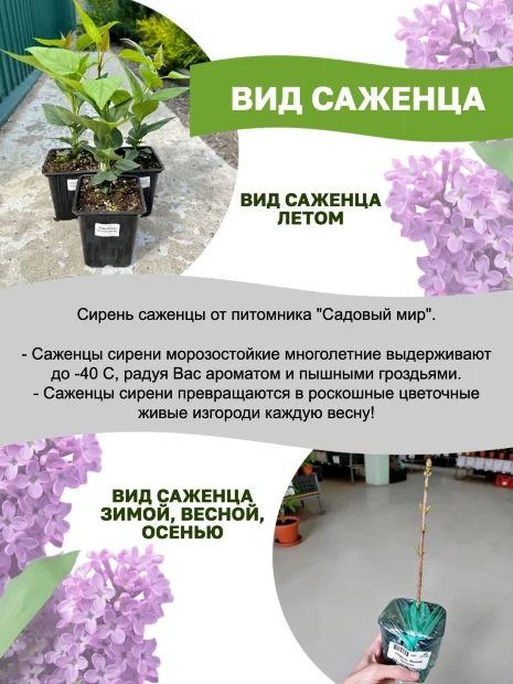 Сирень Олимпиада Колесникова (обыкновенная) саженцы 