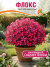 Флокс Скарлет Флейм, шиловидный