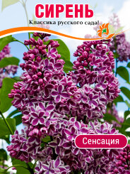 Сирень Сенсация (обыкновенная)