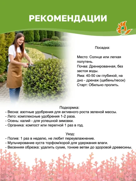 Барбарис Голден Ринг (Тунберга)  саженцы 