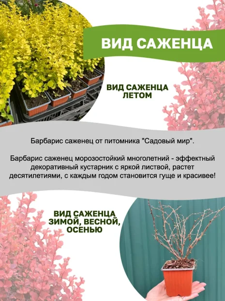 Барбарис Голден Ринг (Тунберга)  саженцы 