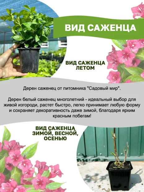 Дерен Элегантиссима (белый) саженцы 