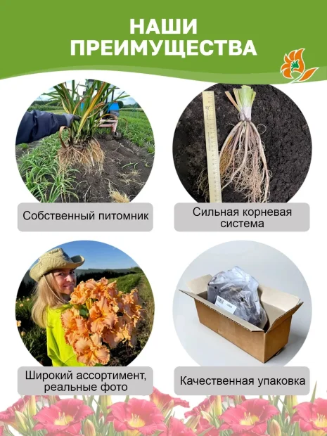 Лилейник Лавли Ледибаг