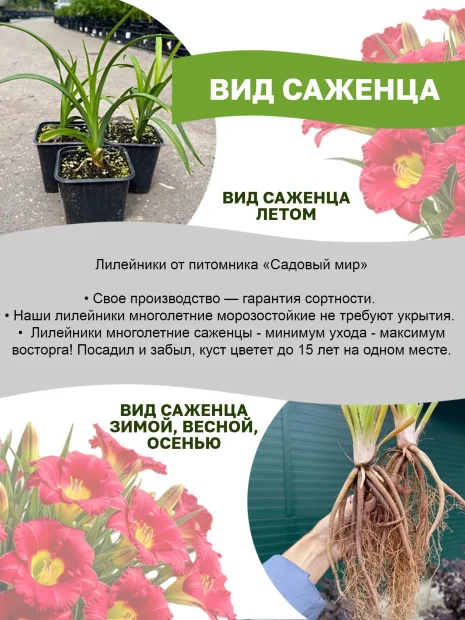 Лилейник Фореве Янг 