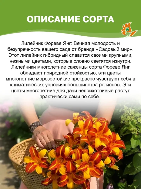Лилейник Фореве Янг 
