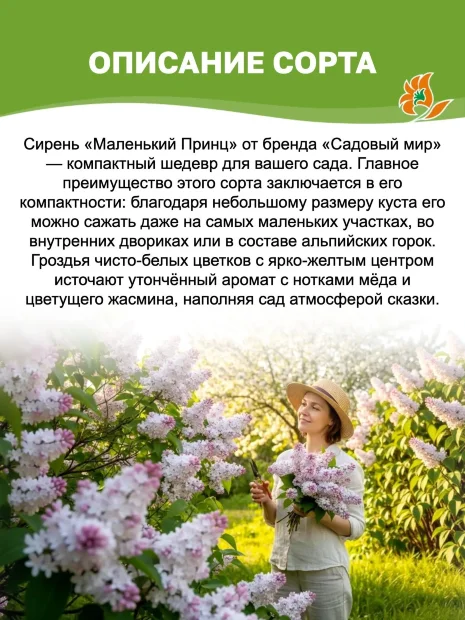 Сирень Маленький Принц (обыкновенная) саженцы 