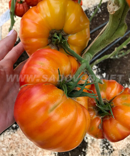 Томат Медовый Салют семена 