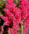Астильба Кёльн