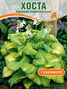 Хоста Гуакамоле (гибридная) Хоста Гуакамоле (гибридная)