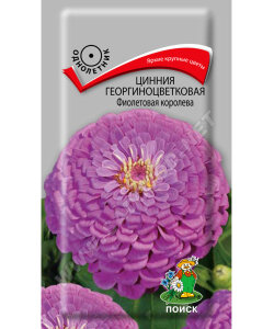Цинния георгиноцветковая Фиолетовая Королева Цинния георгиноцветковая Фиолетовая Королева
