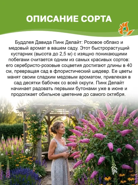 Буддлея Пинк Делайт (Давида) саженцы 
