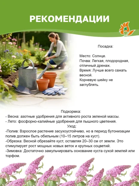 Буддлея Пинк Делайт (Давида) саженцы 