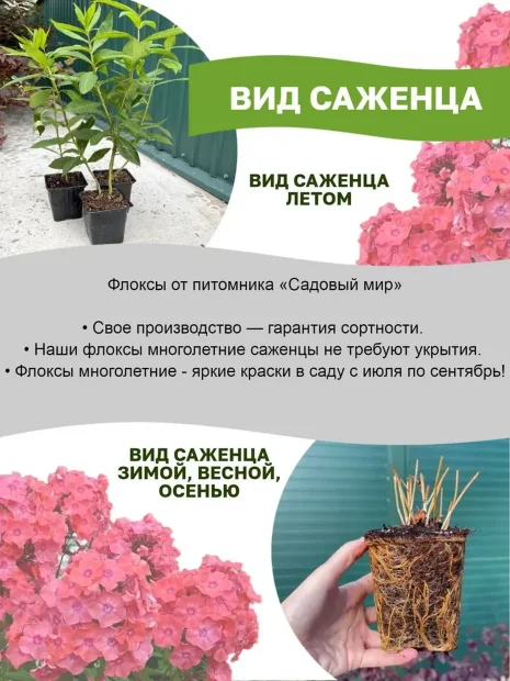 Флокс Европа
