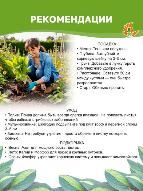 Хоста Алватин Тейлор