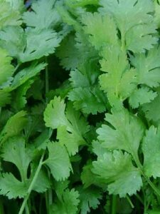 Кориандр Кубанский Кориандр Кубанский