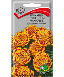 Бархатцы отклоненные махровые Двухцветный Гигант